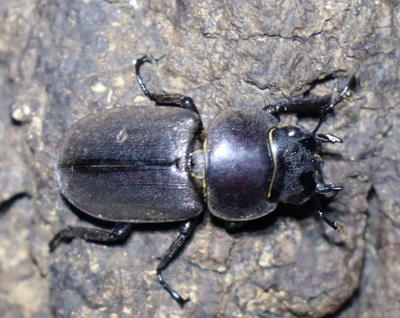 コクワガタ♀（近景アングル3）_No.4のクヌギ_クワガタ達のオアシス_2023年11月5日17時40分 気温18度